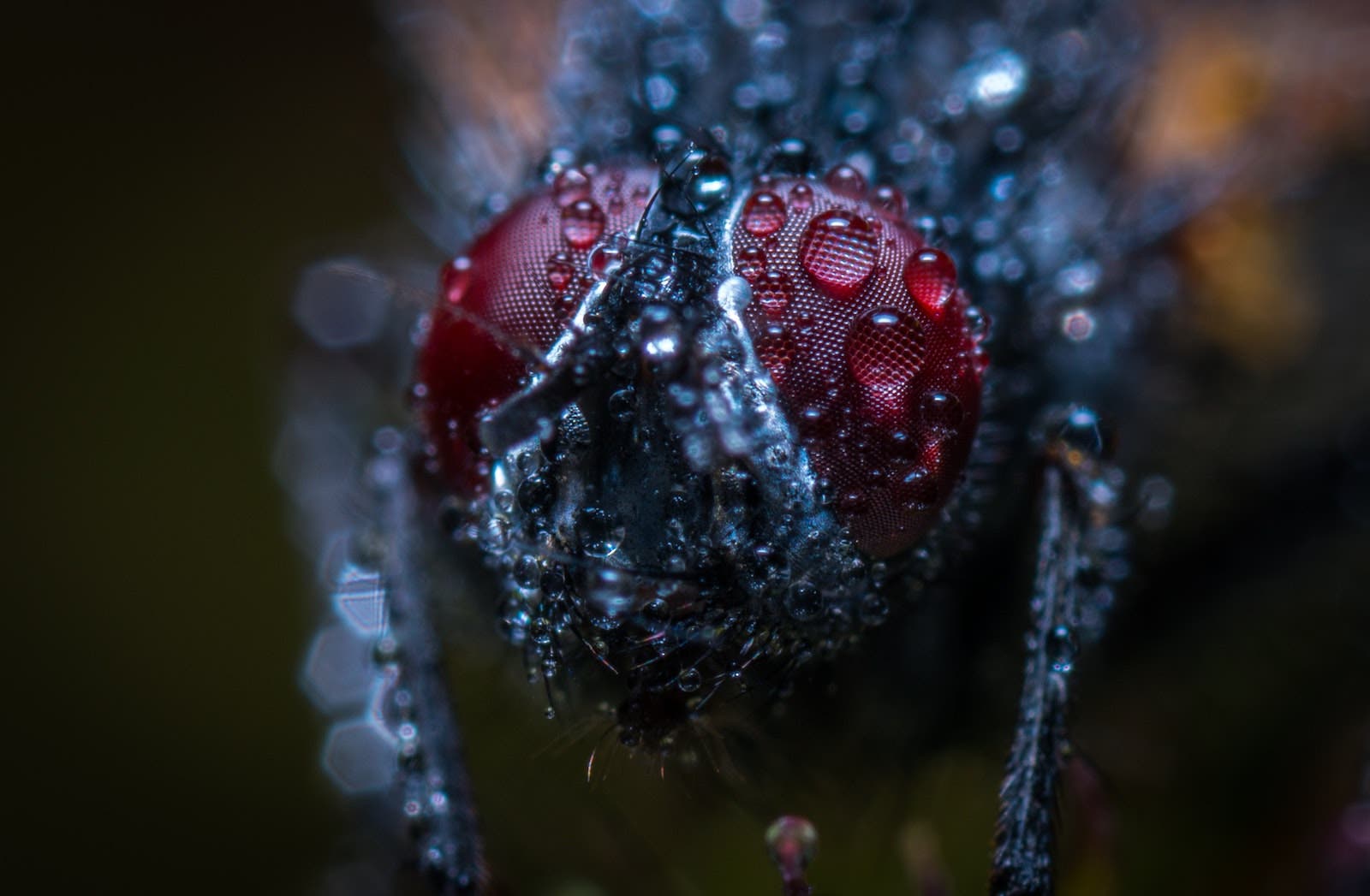 rain photography macro