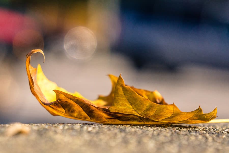 Wide Aperture Shot of leaf