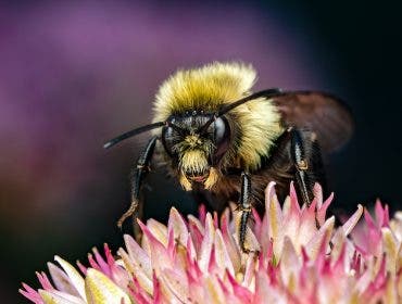 bee insect photography