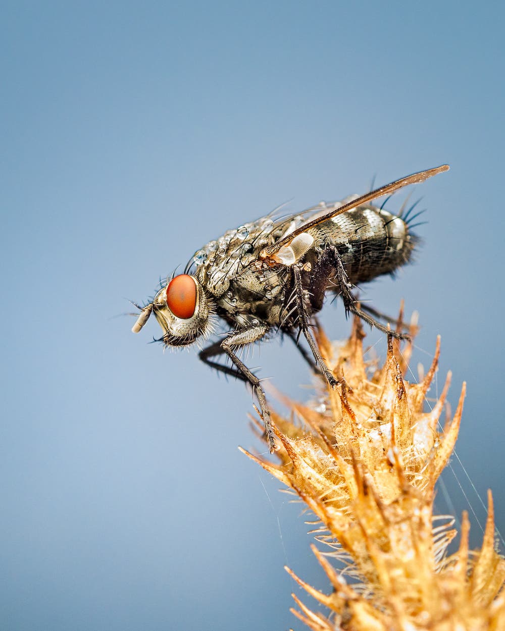 flesh fly insect photography Olympus lens