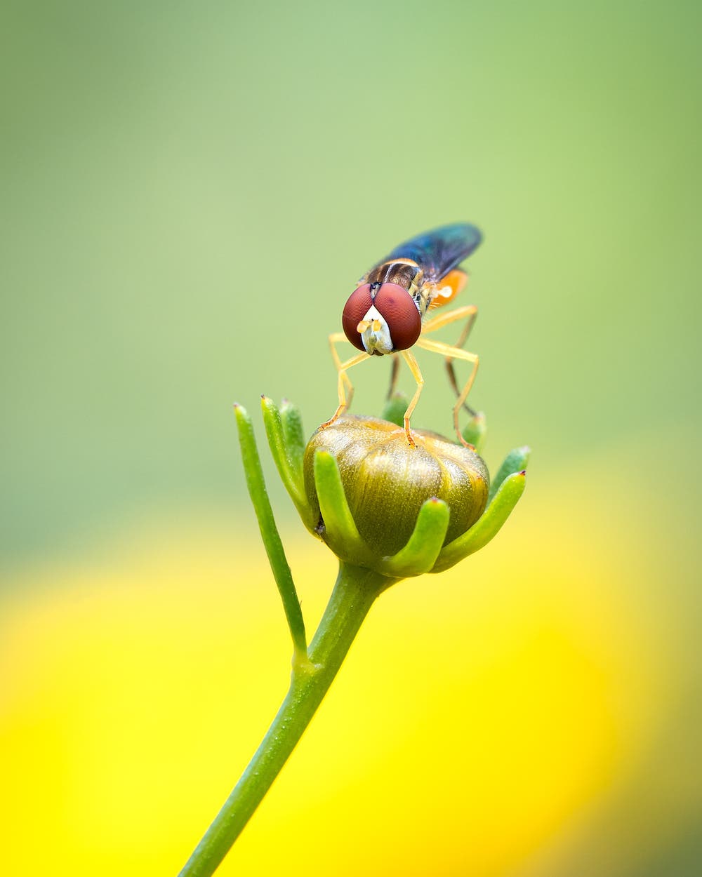 olympus lens insect photography