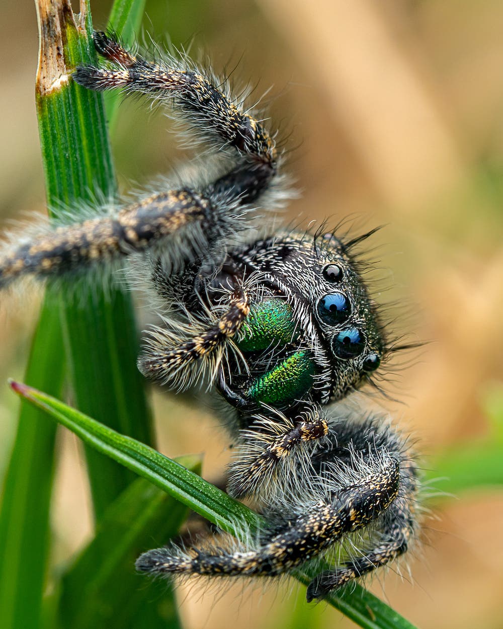 olympus lens insect photography