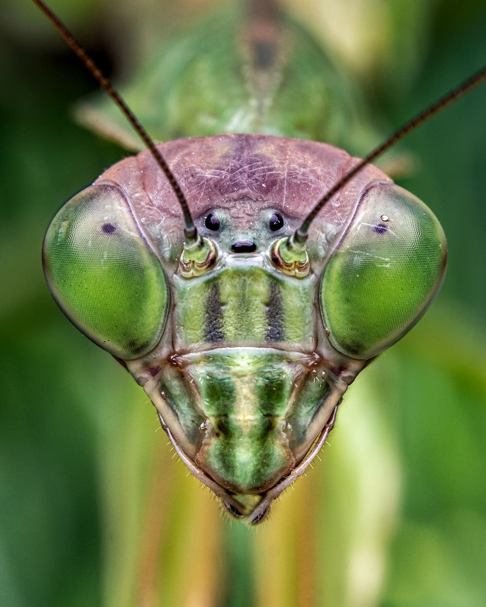 olympus lens insect photography