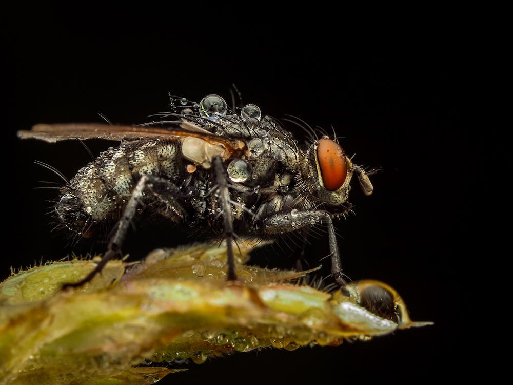 essential gear for macro photography