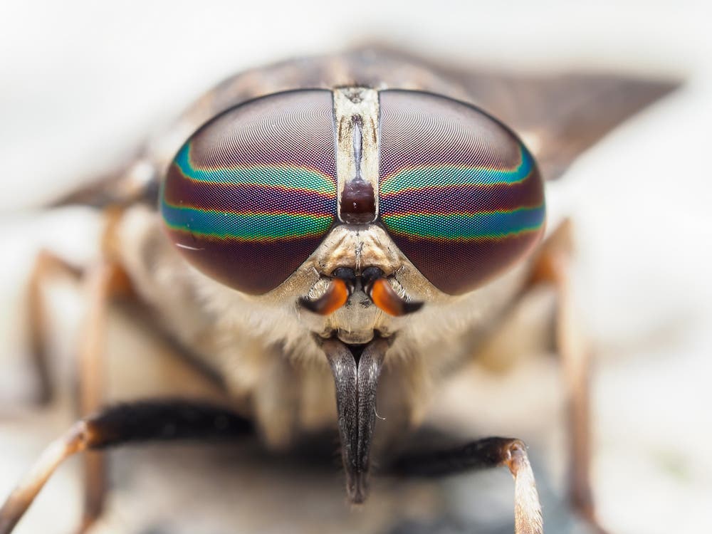 essential gear for macro photography