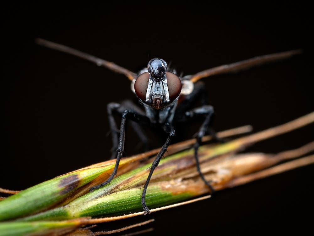 essential gear for macro photography