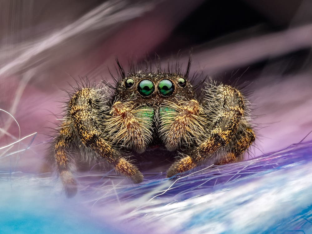 essential gear for macro photography