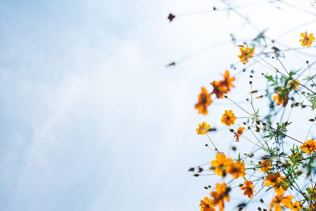 flowers against blue sky