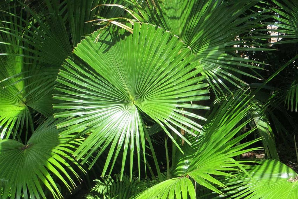 palm leaf plant radial balance