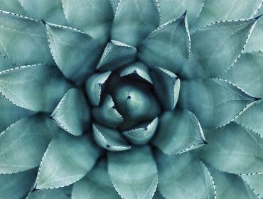 radial balance in photography plant