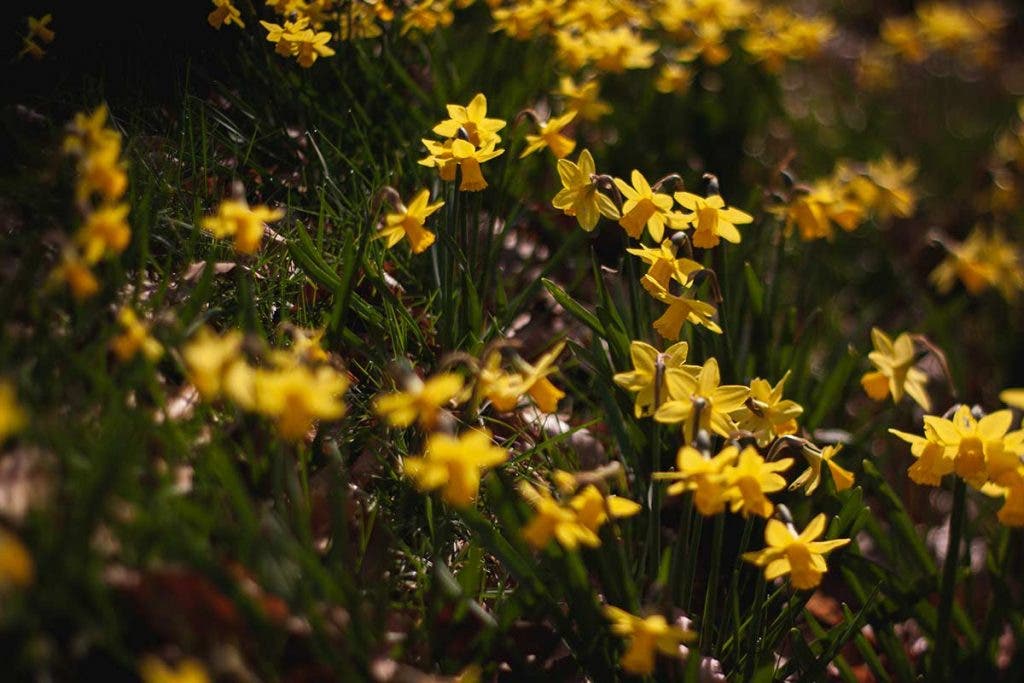 nifty fifty 50mm lens floral macro photography