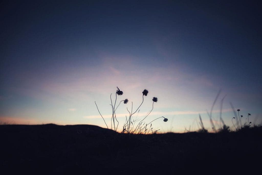 vignetting flower sunset photography