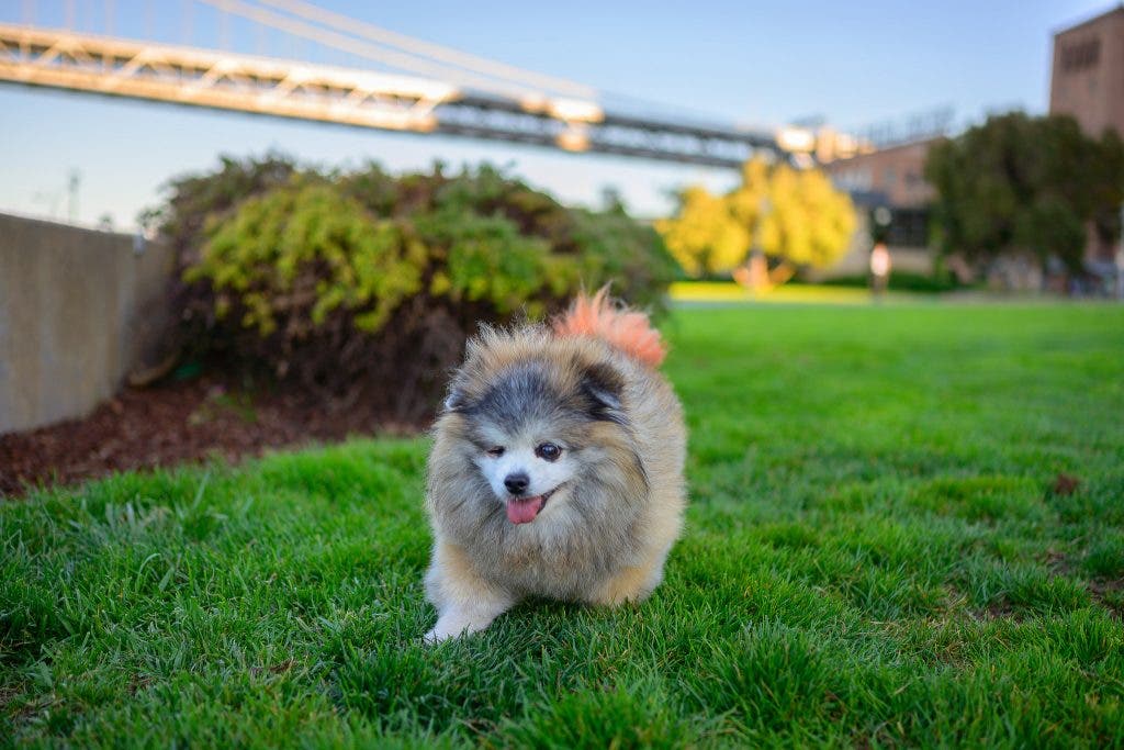 35mm vs 50mm dog running in grass