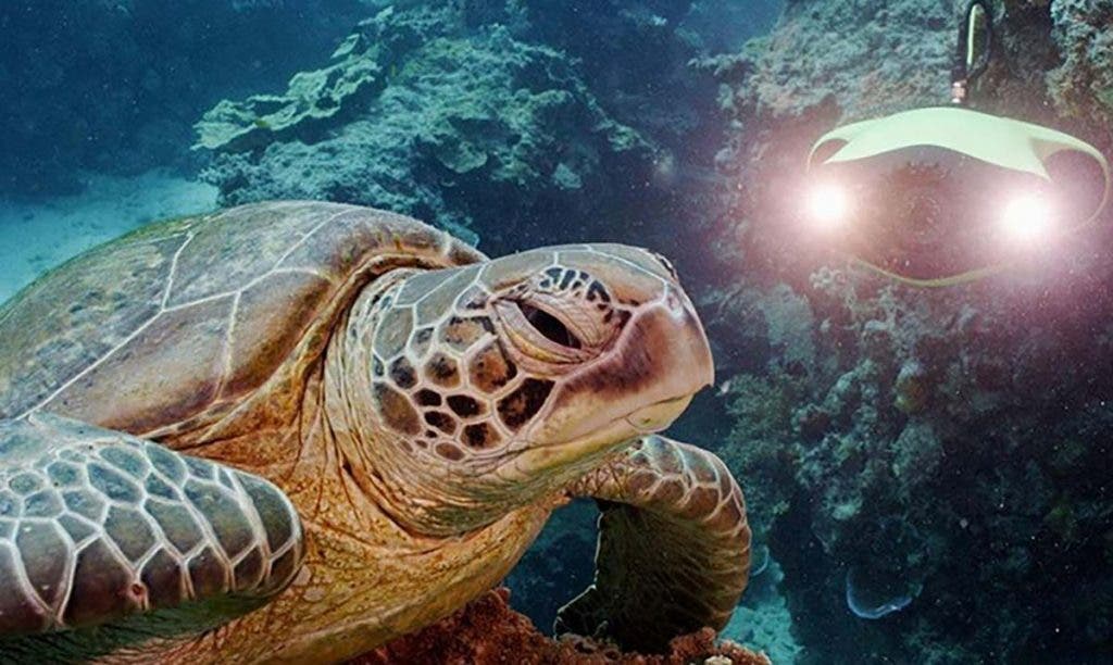 qysea underwater drone with turtle in bahamas