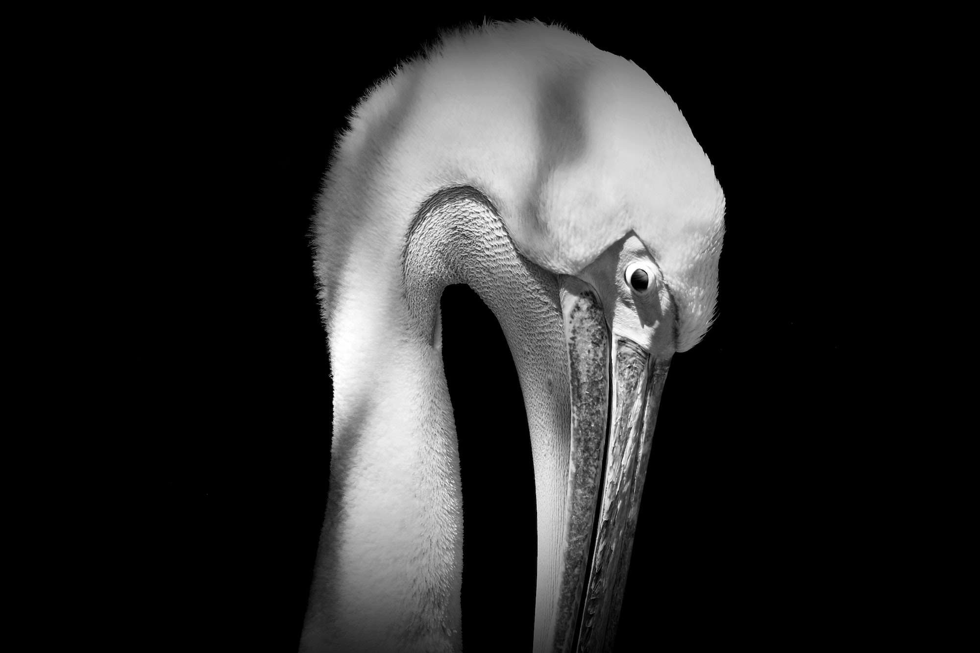 Bird in black and white