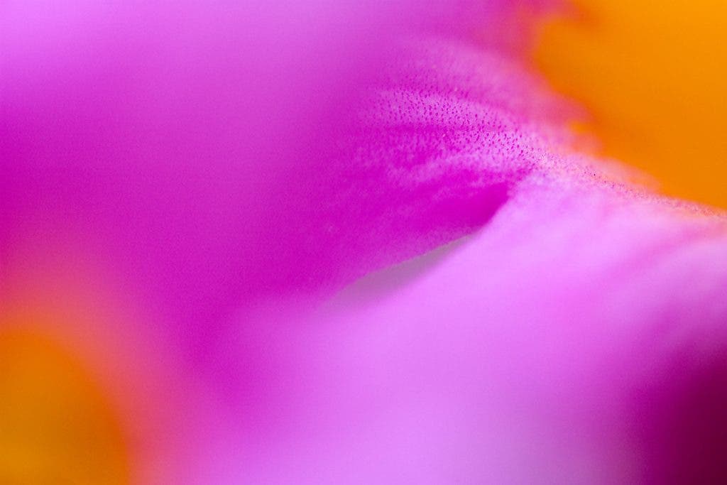 vibrant photography of colorful flower