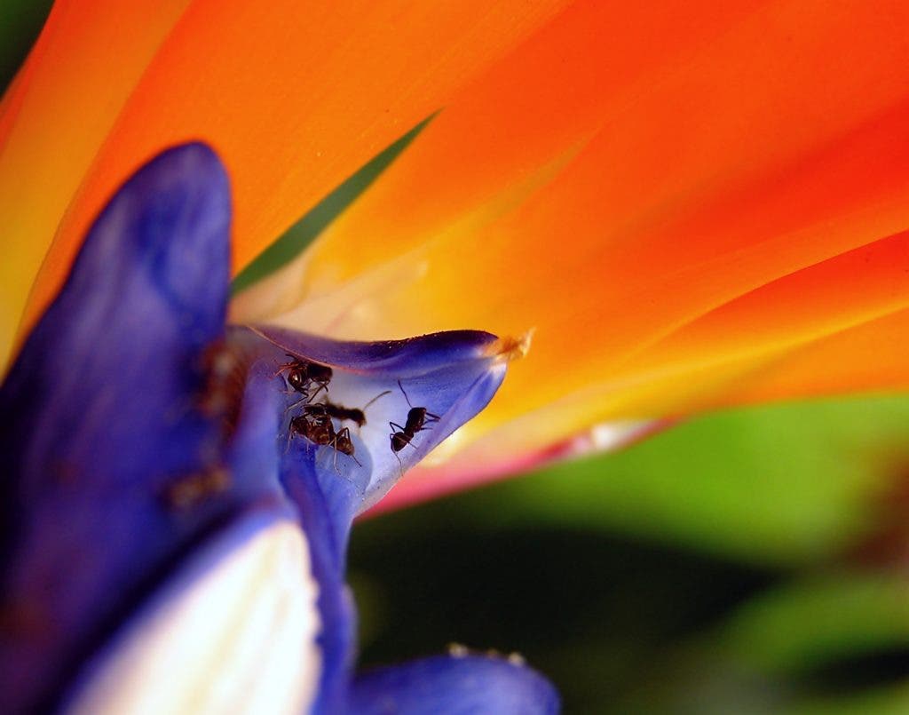 vibrant photography of ants in flower