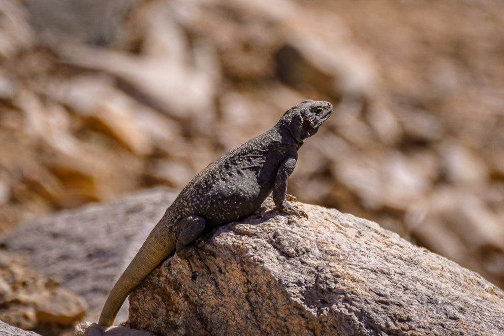 vibrant photography in the desert