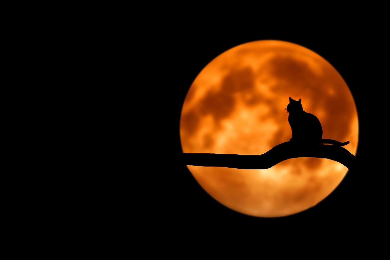 Cat and a moon