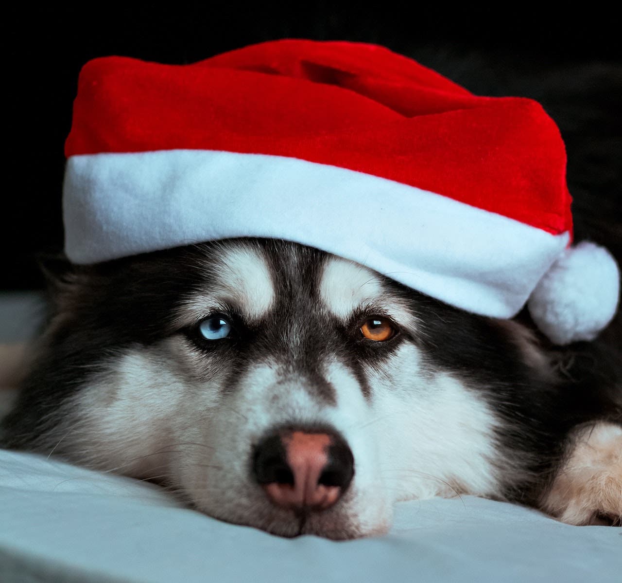 Pet photo