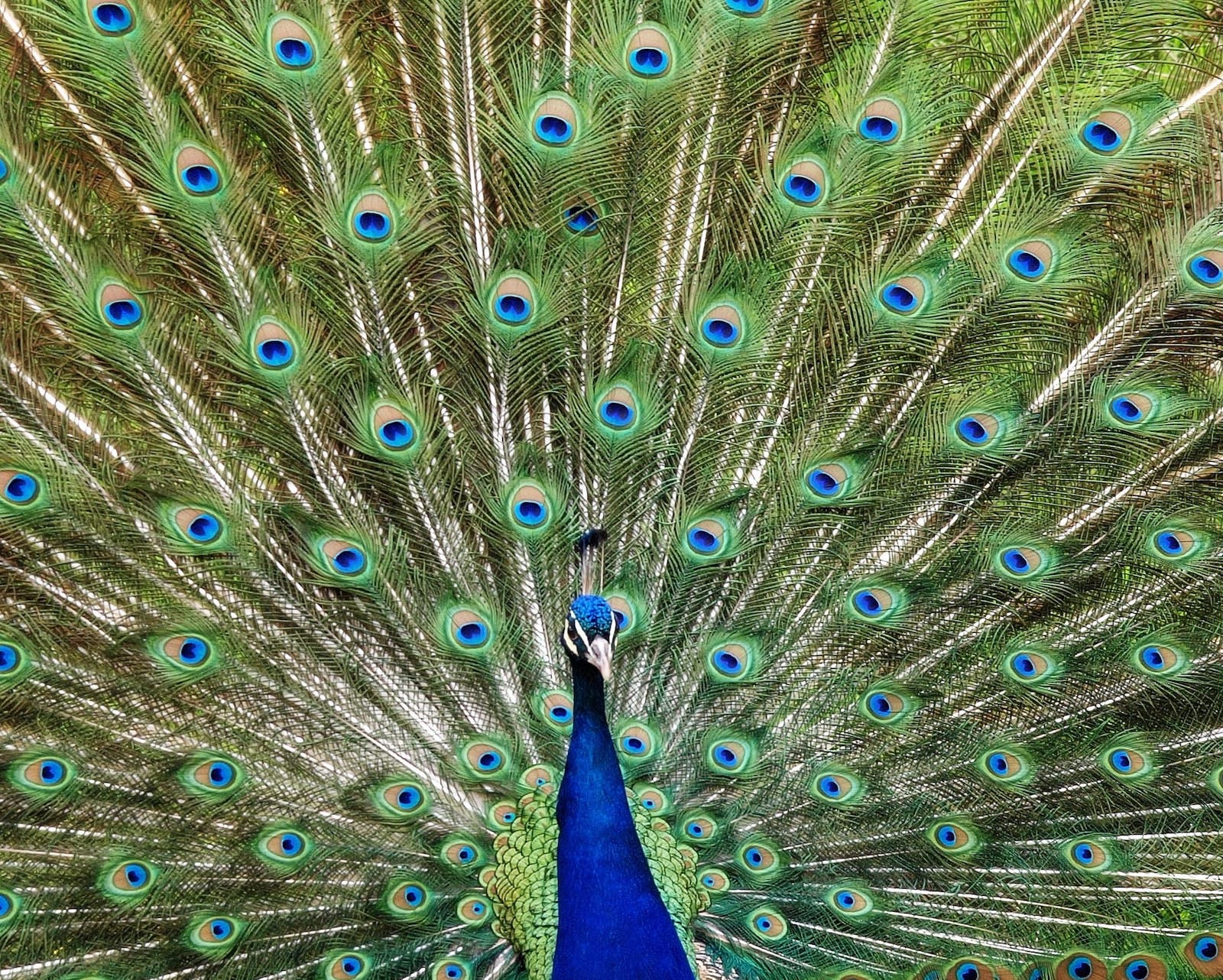 peacock for pattern photography