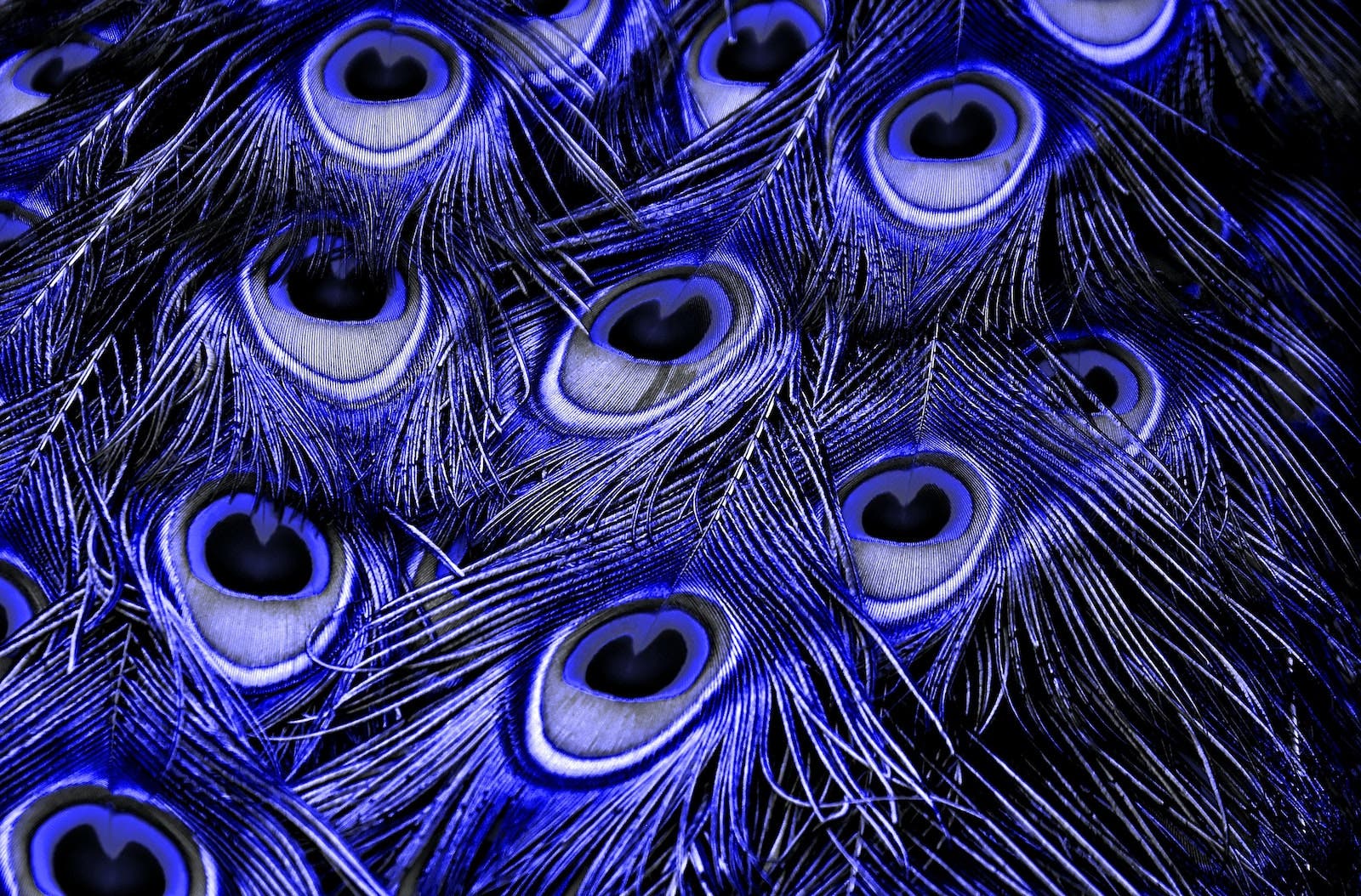 Peacock coloration