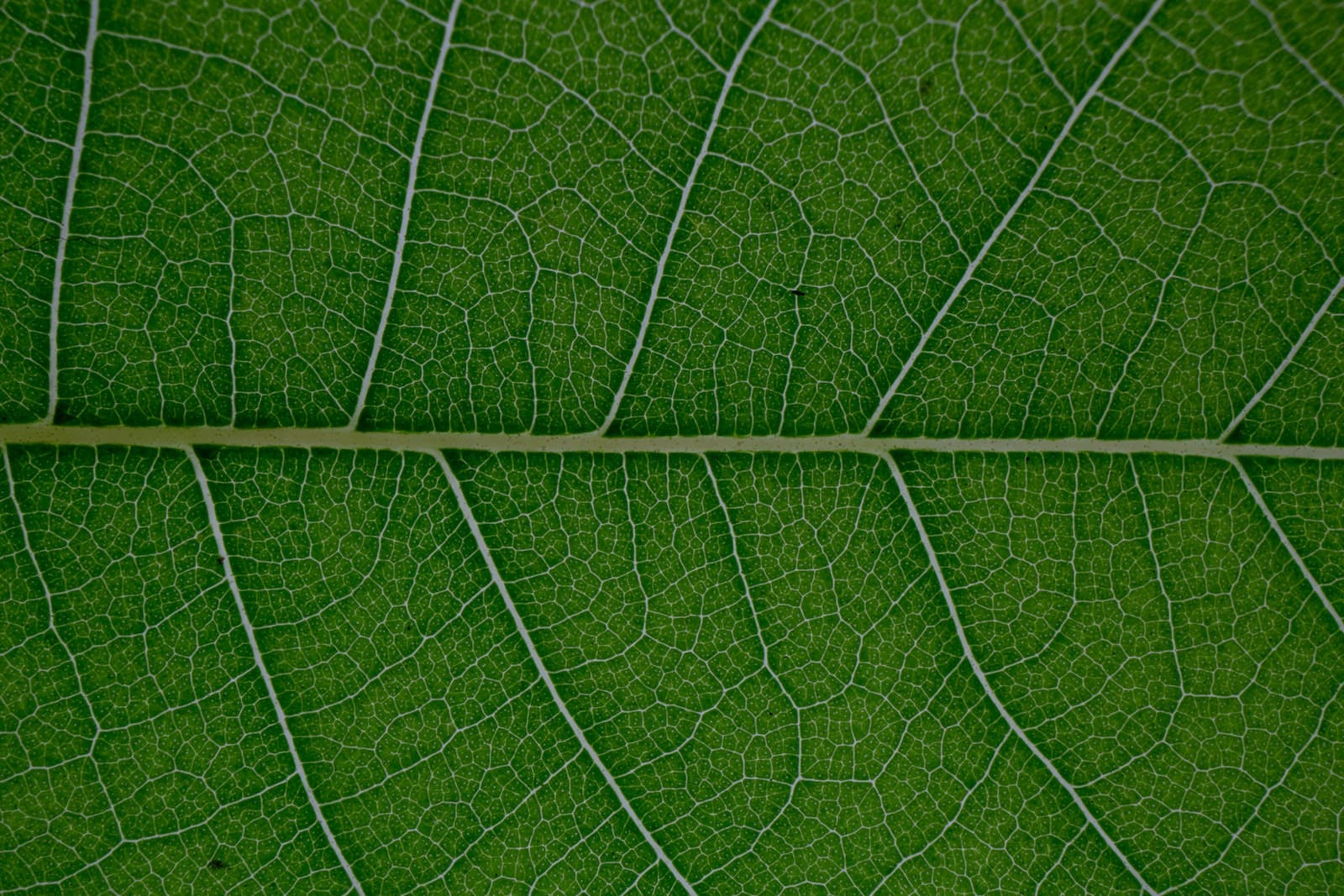 Leaf closeup