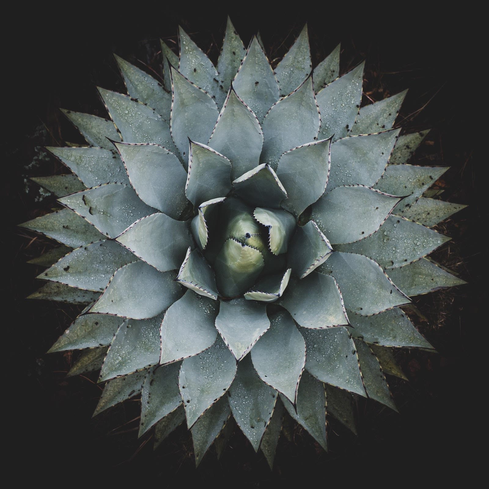 Symmetry and dramatic editing for plant pattern