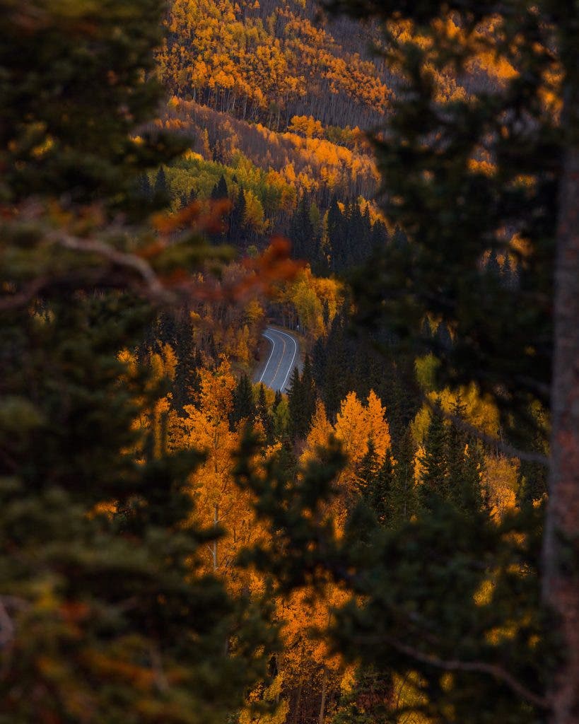 fall foliage