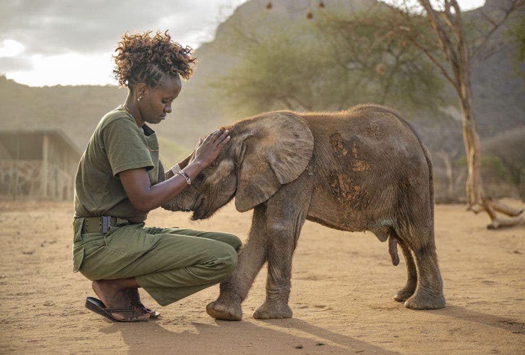 wildlife photography of elephant