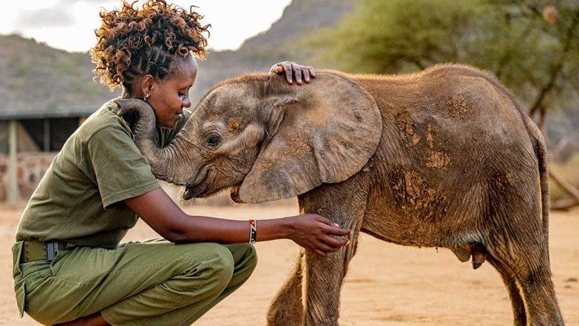 elephant photography on safari with handler