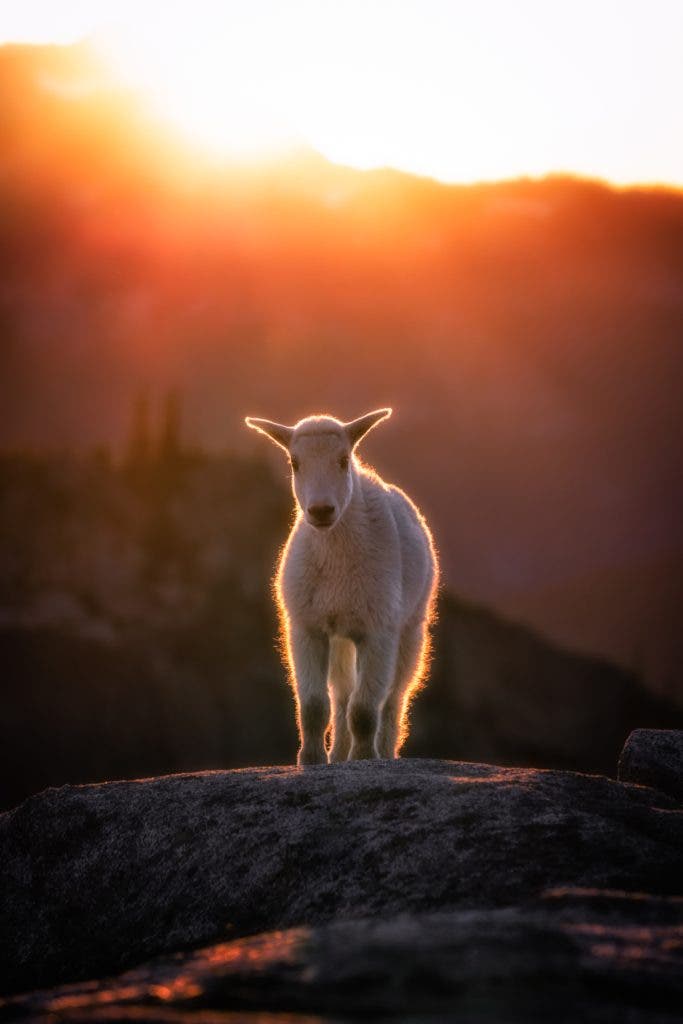 This baby mountain goat came down just in time for sunset at our backcountry camp. An example of when to break photography rules.