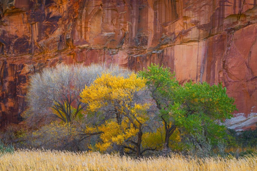 Three cottonwood trees all side by side, seemingly in different stages of their autumn leaf shed in Capitol Reef National Park. An example of when to break photography rules.
