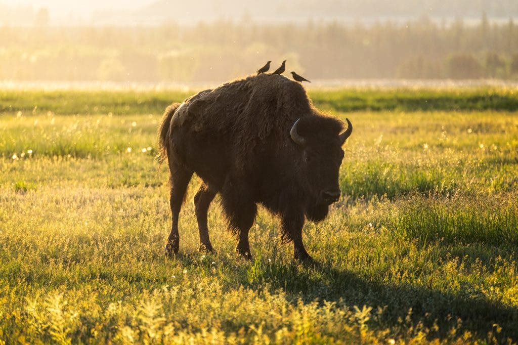 Three birds sit on the back of this buffalo in the Grand Tetons. An example of when to break photography rules.