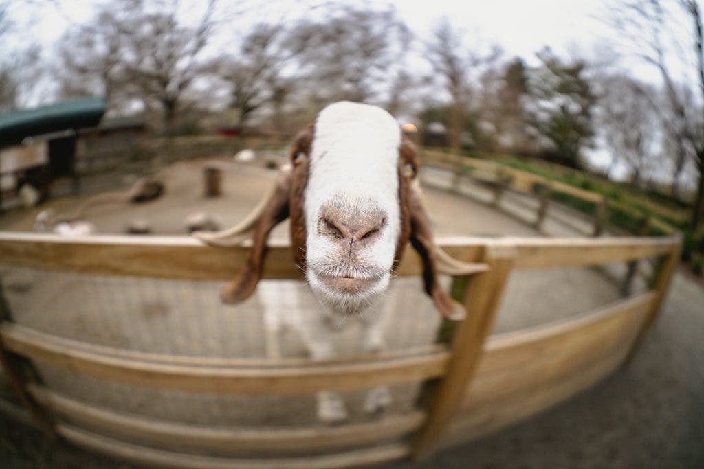 sigma 15mm fisheye lens