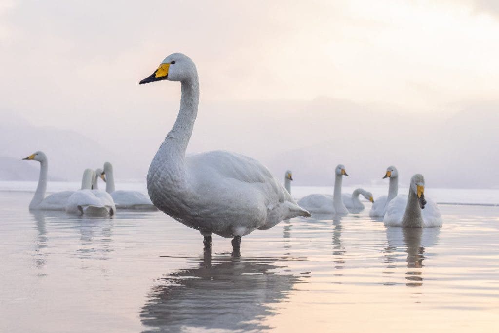 Whooping swans resting in a geothermically active caldera lake in northern Japan. Captured with the Tamron 50-400mm at 50mm.
