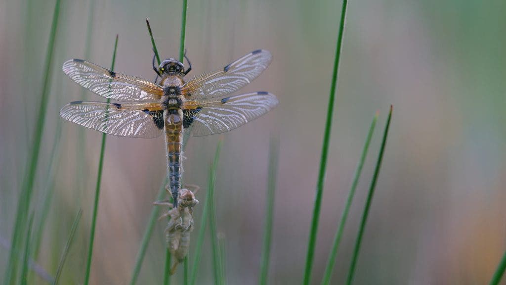 I used flash to capture this Dragonfly in low light (after sunset) at f/3 - 1/200s with flash. I chose ISO 640 to brighten the background a bit