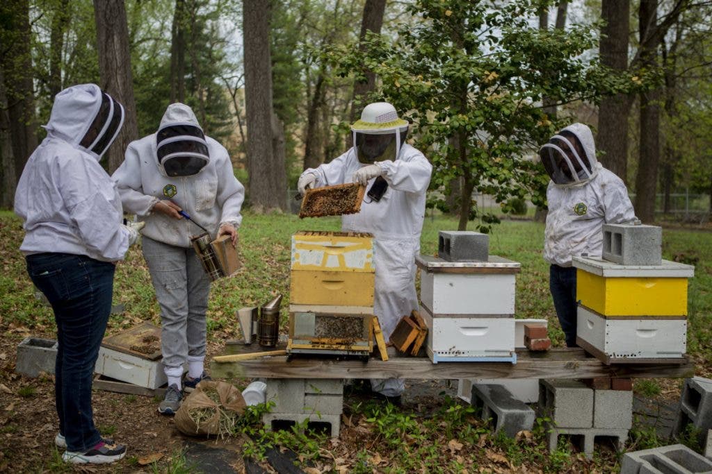 A group tends to honeybee hives at the Franciscan Monastery in Washington, D.C., on Saturday, April 13, 2019. Beekeeping is a popular activity for the enjoyment of bees and the social aspect of it.