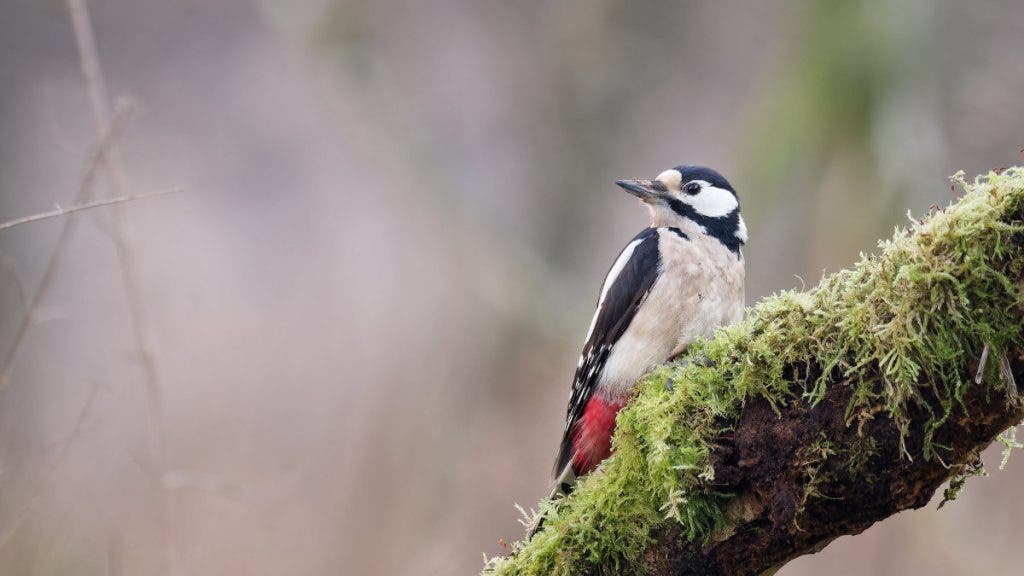 You can still get fairly good images at high ISO. This woodpecker was captured very early in the morning in low light at f/8 - 1/250s - ISO 6400