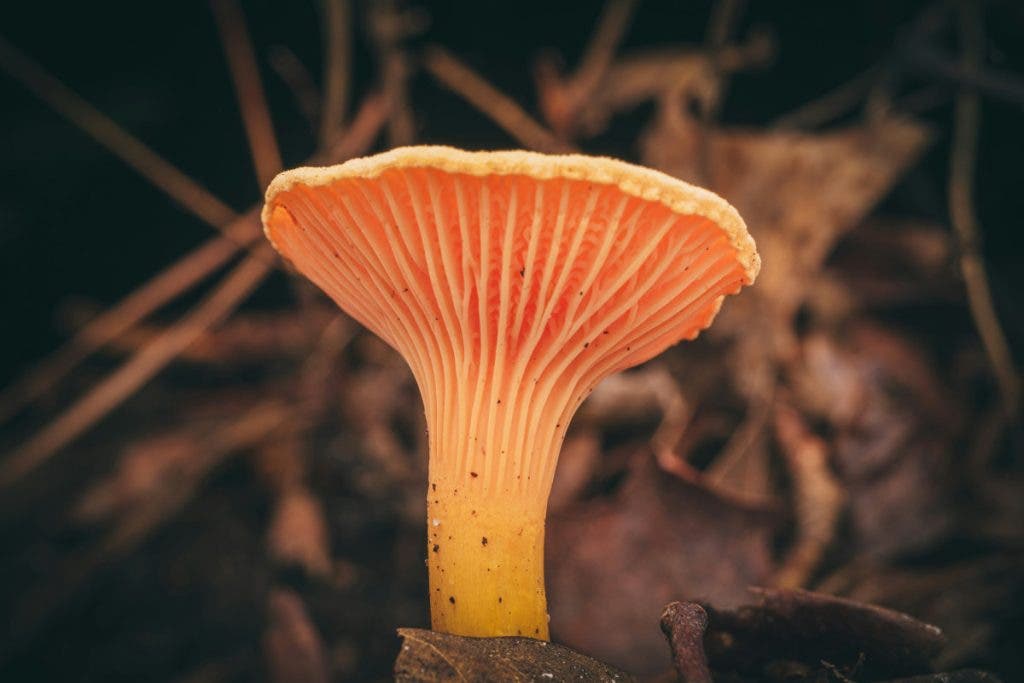 Mushroom captured in nature under low light