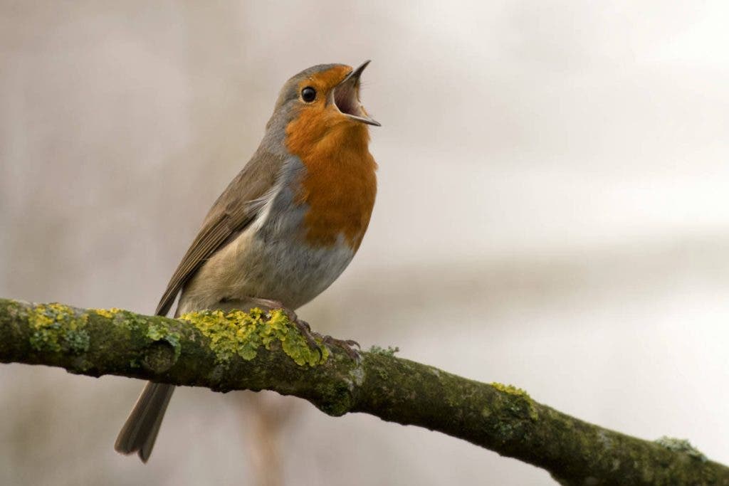 Taking time to find your subject is a great bird photography tip, illustrated here in this photo by Jan Meeus