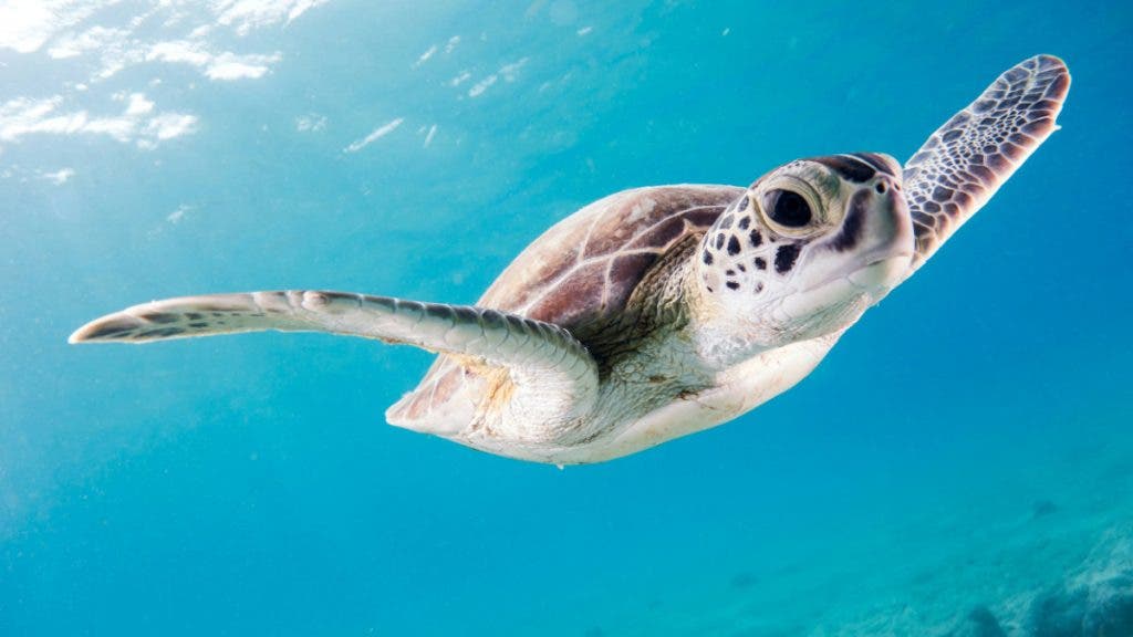getting great Underwater photos can be as simple as getting in front of your subject