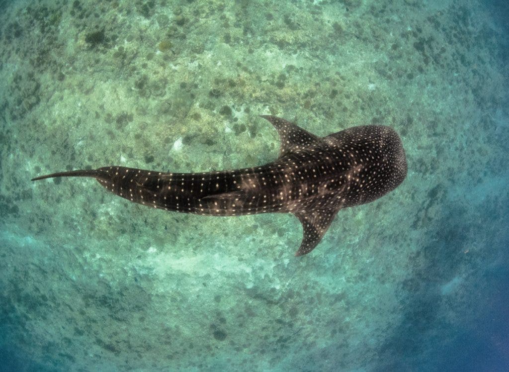 Even photos from above can be great Underwater photos