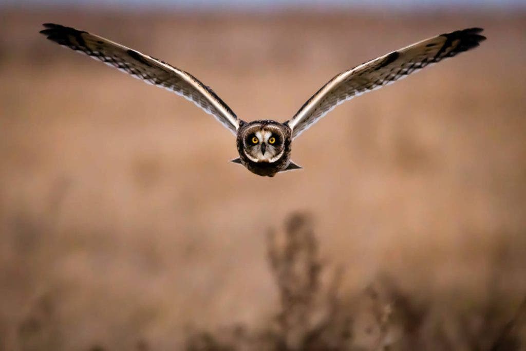 Bird photography can be tricky, but this level of image can be achieved by following these bird photography tips.