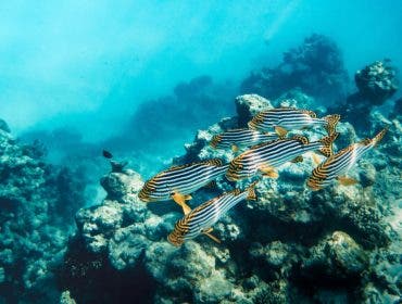 underwater photo of fish