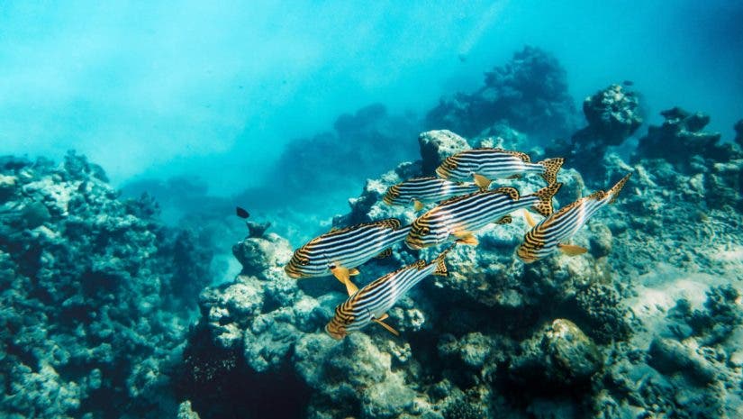 underwater photo of fish