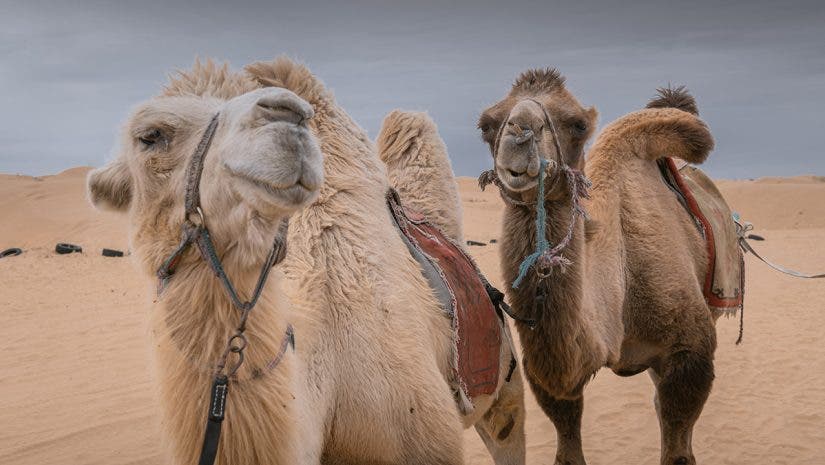 Camels in a golden Spiral