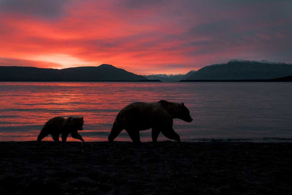 Photographing Brown Bears in Alaska
