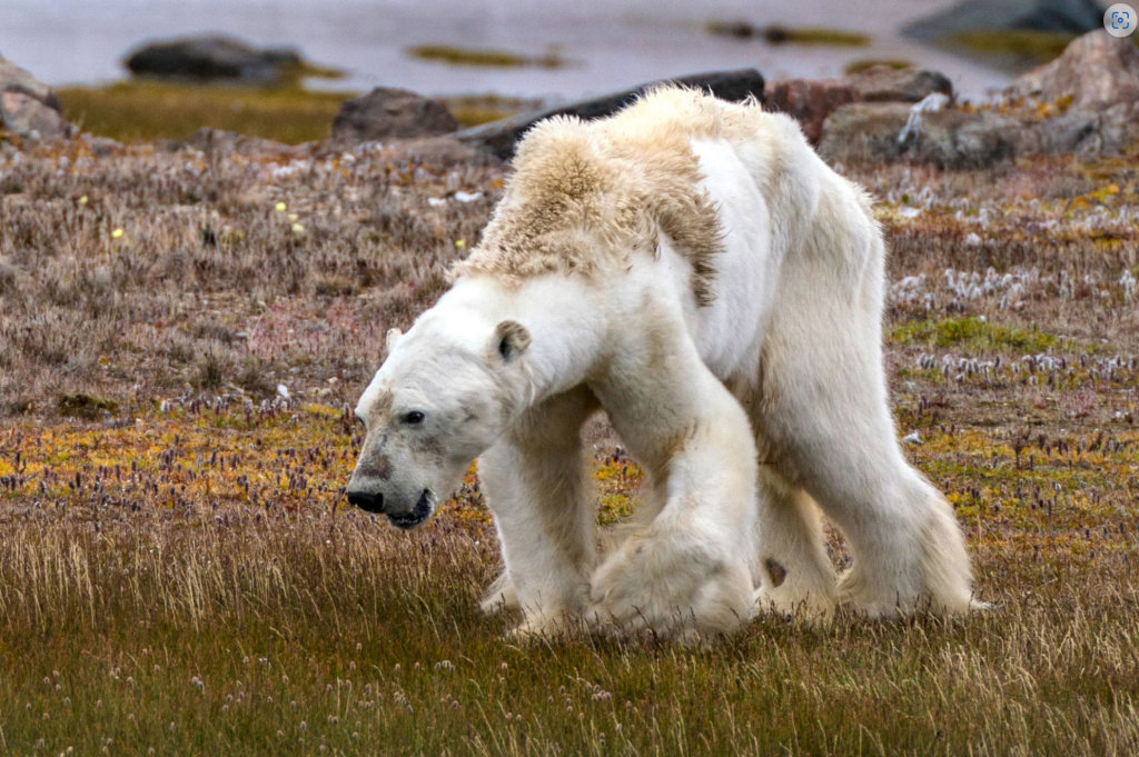 Famous wildlife photograph by Cristina Mittermeier