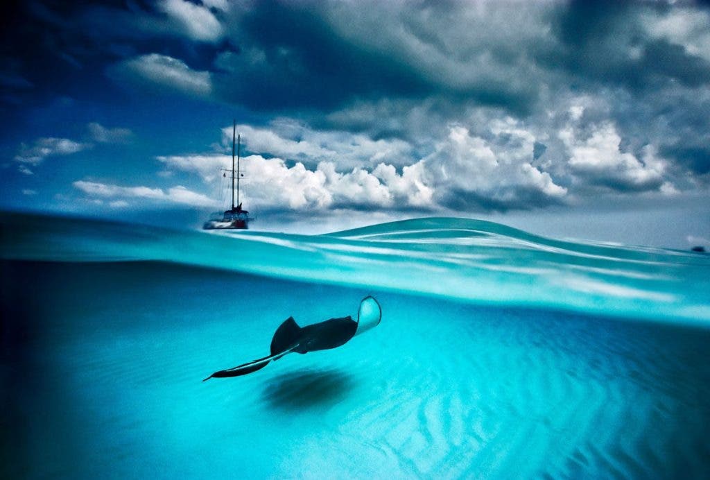 Wildlife photograph by David Doubilet